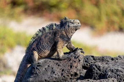 Santa Fe Island, Galapagos