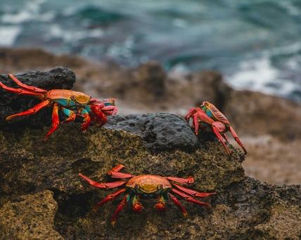 North Seymour Island, Ecuador, Galapagos