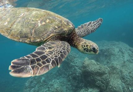 Sea Turtle, Tagus Cove