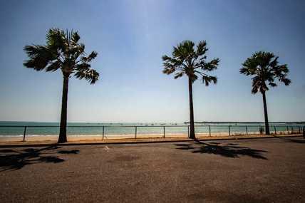 Palm Tree