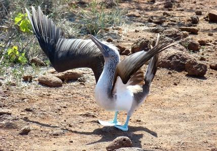 Blue Footed Booby, Galapagos