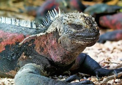 Marine Iguana, Galapagos