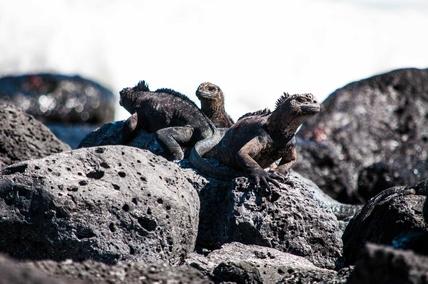 Iguanas on Santa Cruz Island