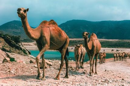 Salalah, Oman