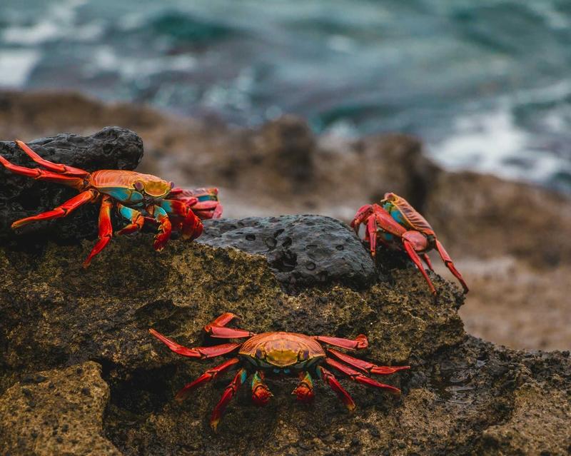 North Seymour Island, Galapagos