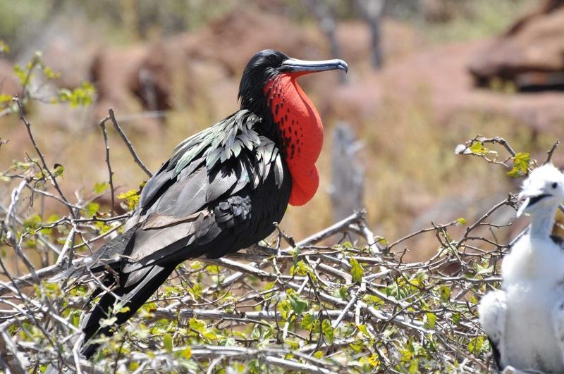 Mosquera Island, Galapagos