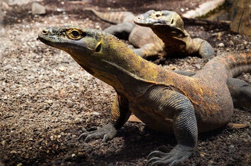Komodo Island