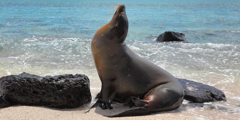 Gardner Bay, Española Island, Galápagos