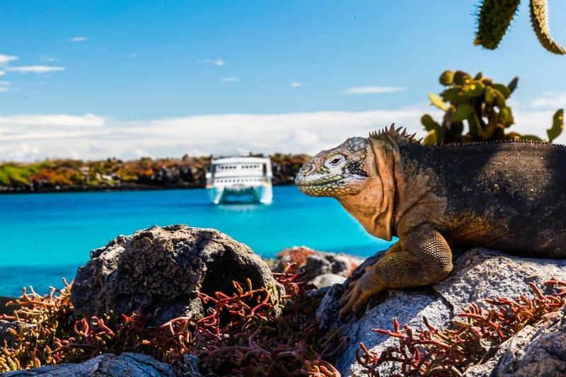 South Plaza Island, Galápagos