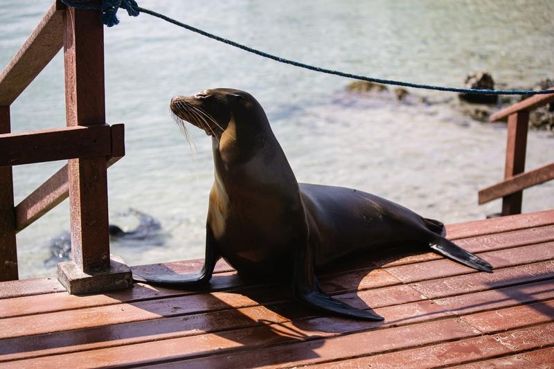 Puerto Villamil, Isla Isabela