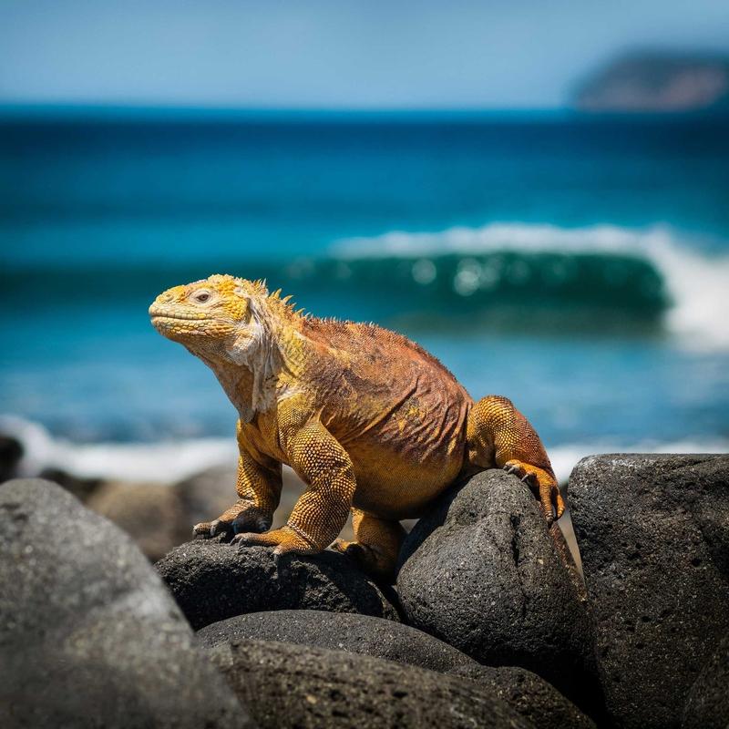 Gardner Bay, Española Island, Galápagos