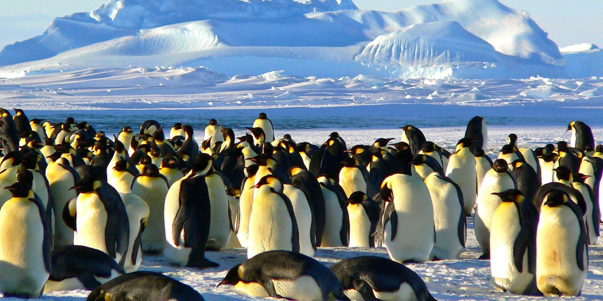 Antarctic Peninsula