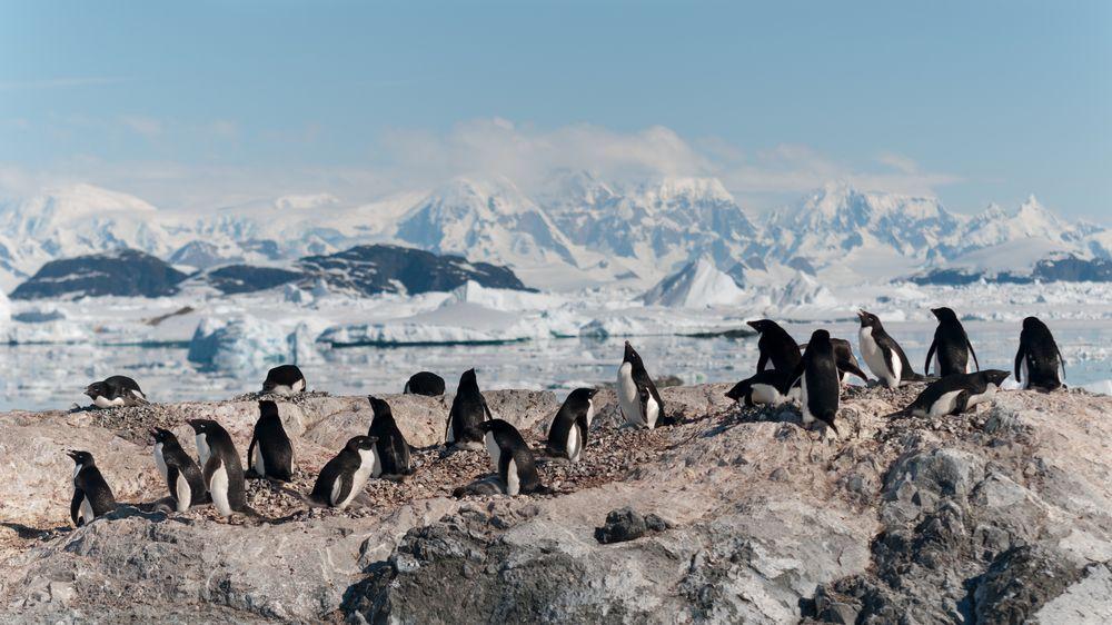 Antarctic Peninsula