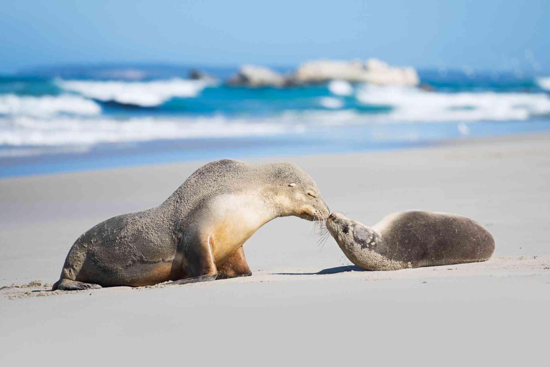 Kangaroo Island, South Australia