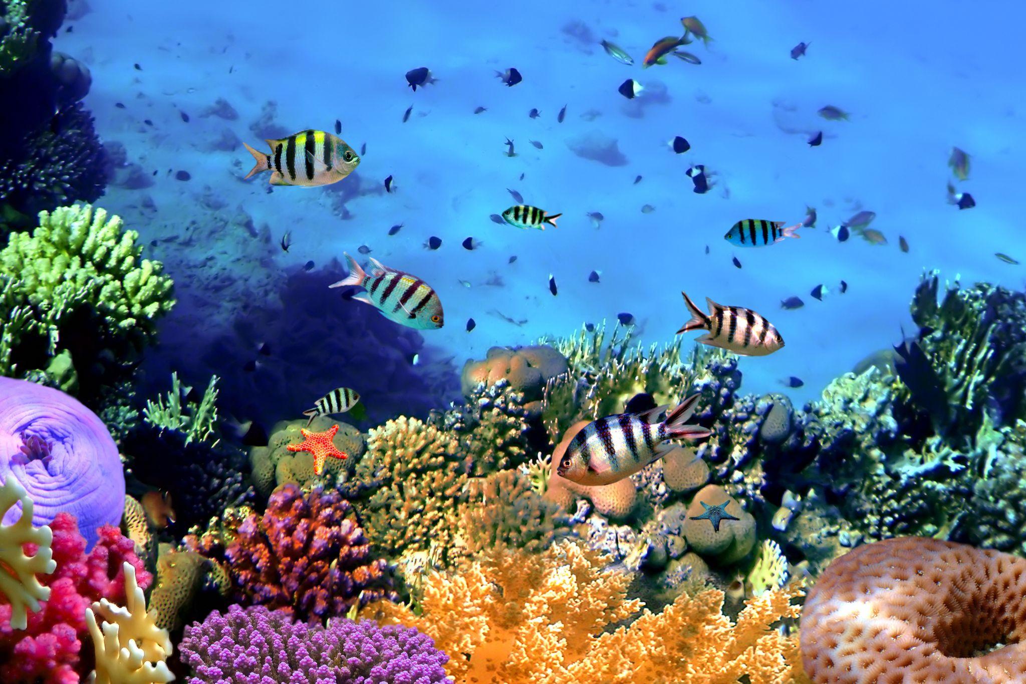 Ribbon Reef, Great Barrier Reef