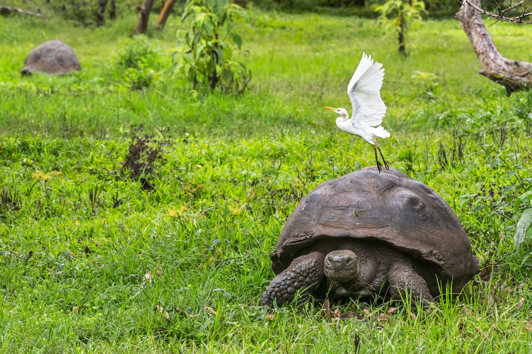 Black Turtle Cove, Santa Cruz Island, Galapagos