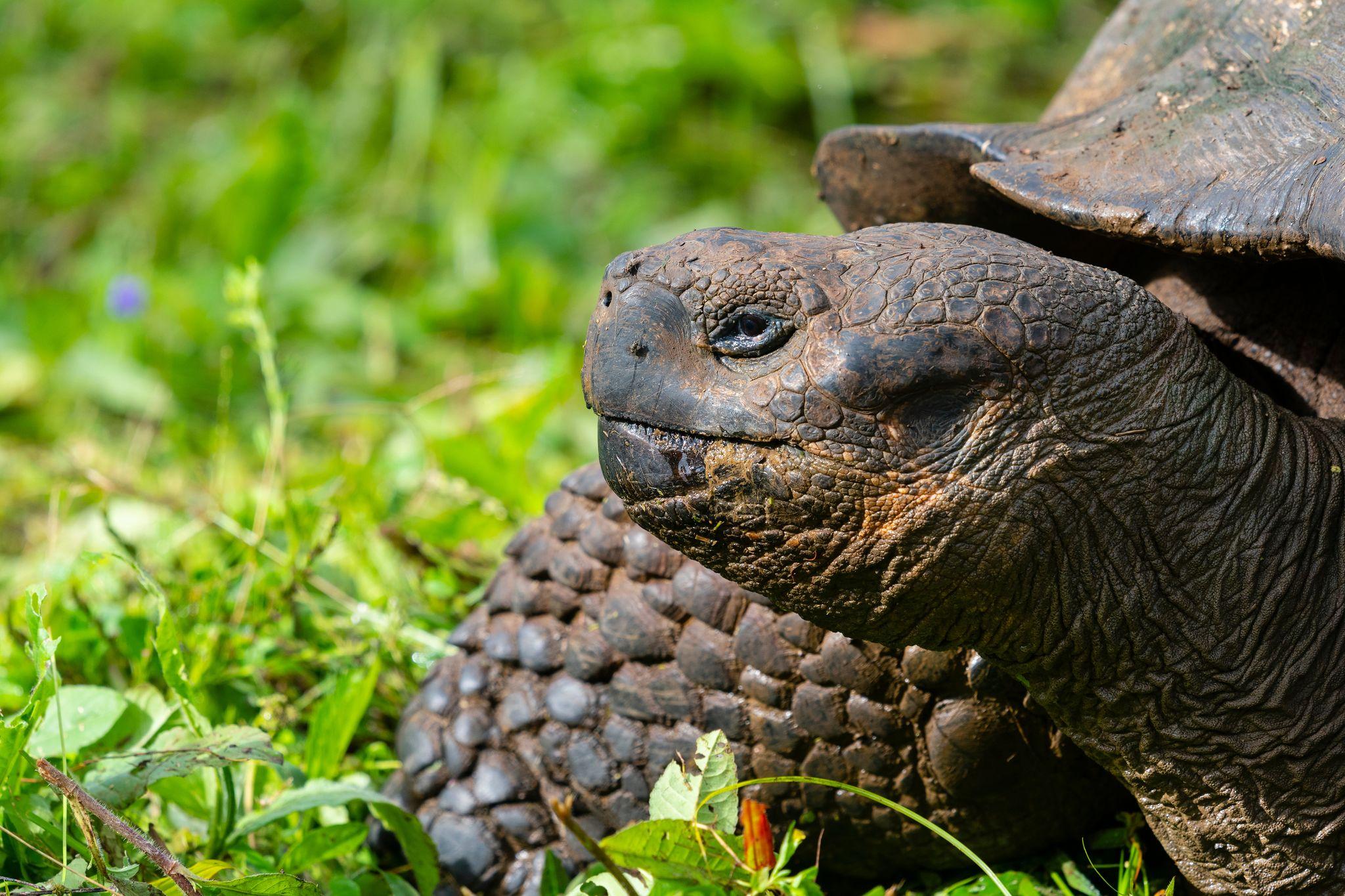 Black Turtle Cove, Santa Cruz Island, Galapagos