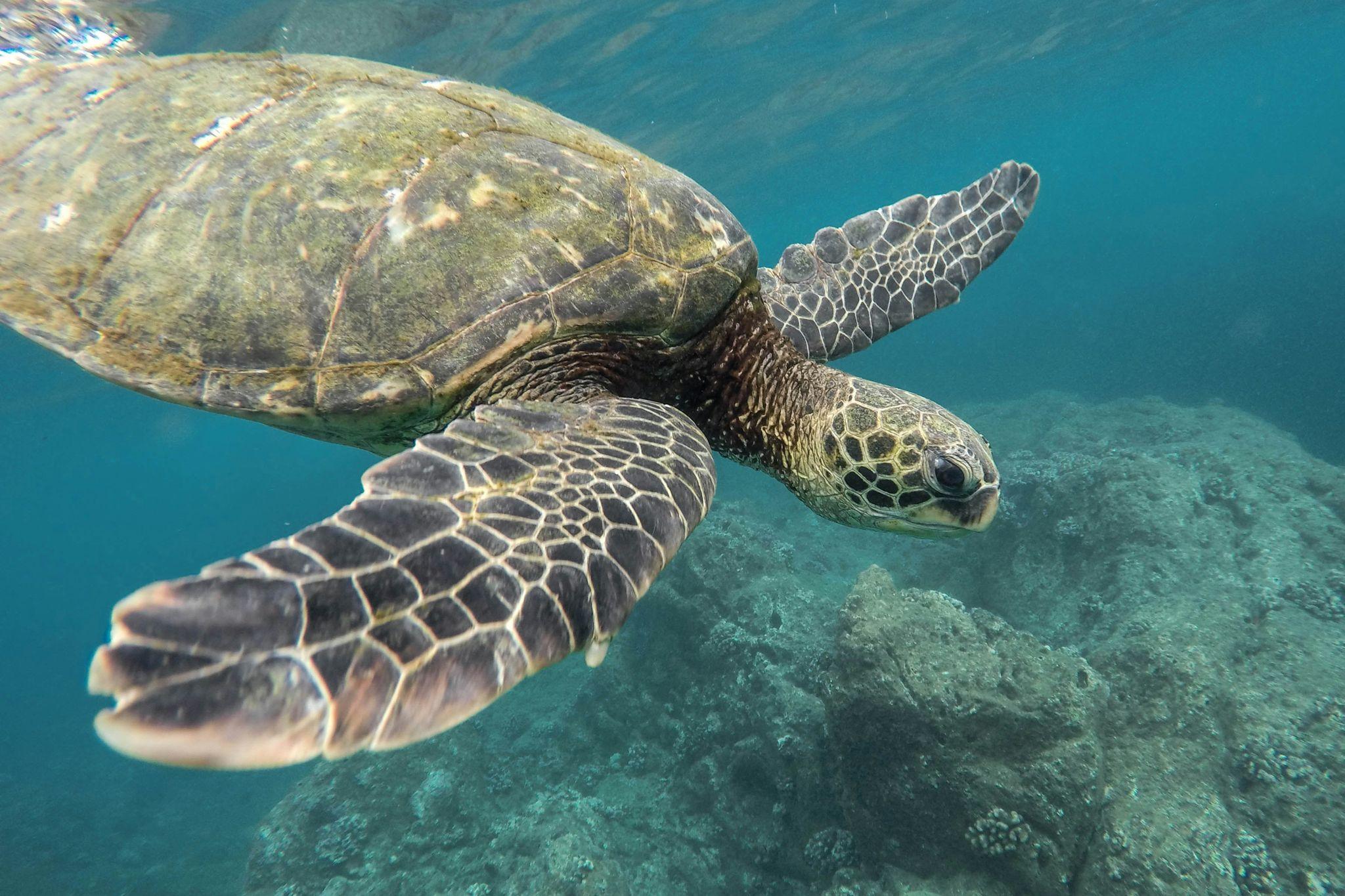 Mosquera Island, Galapagos