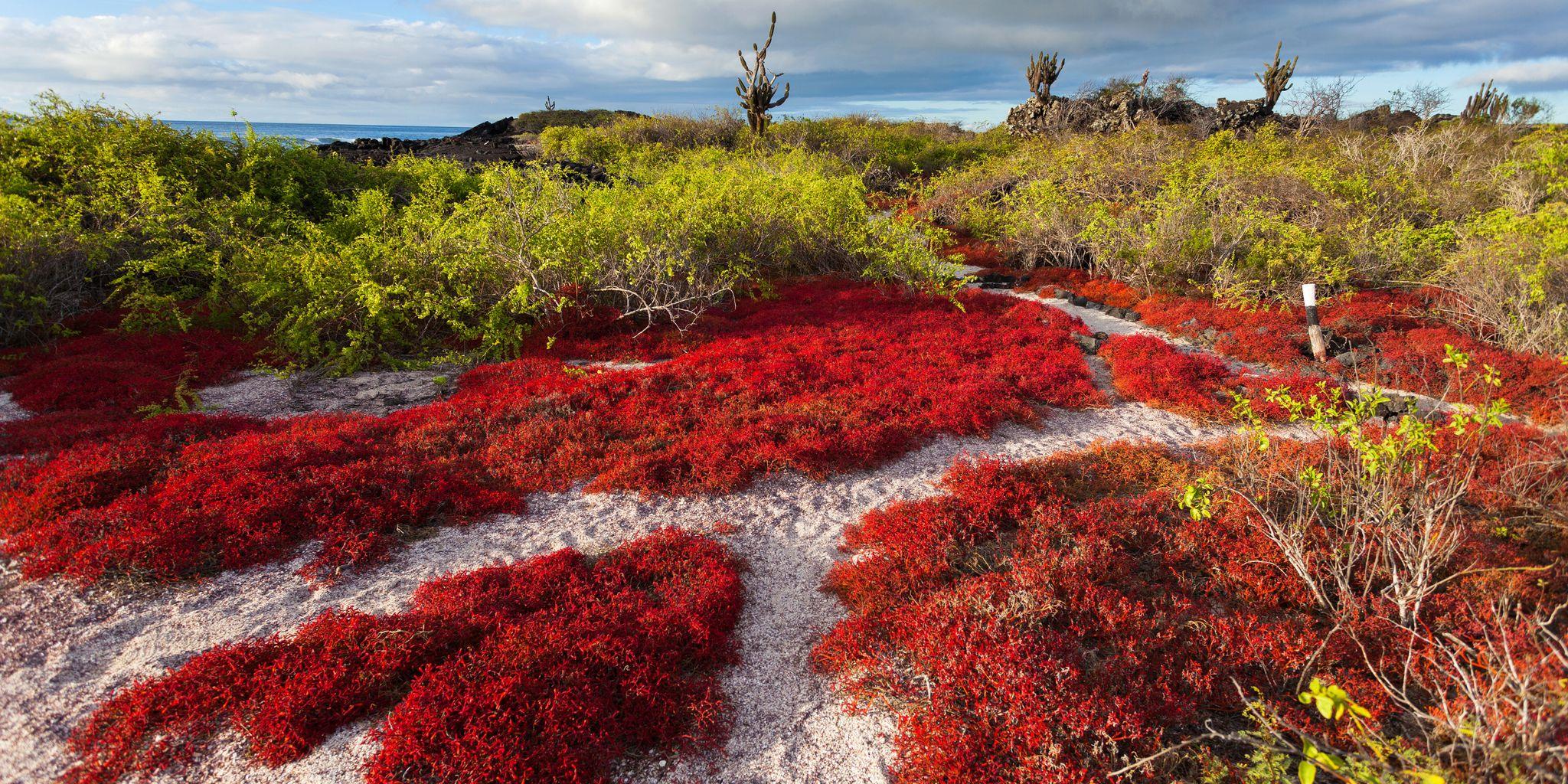 Punta Cormorant, Floreana Island, Galápagos