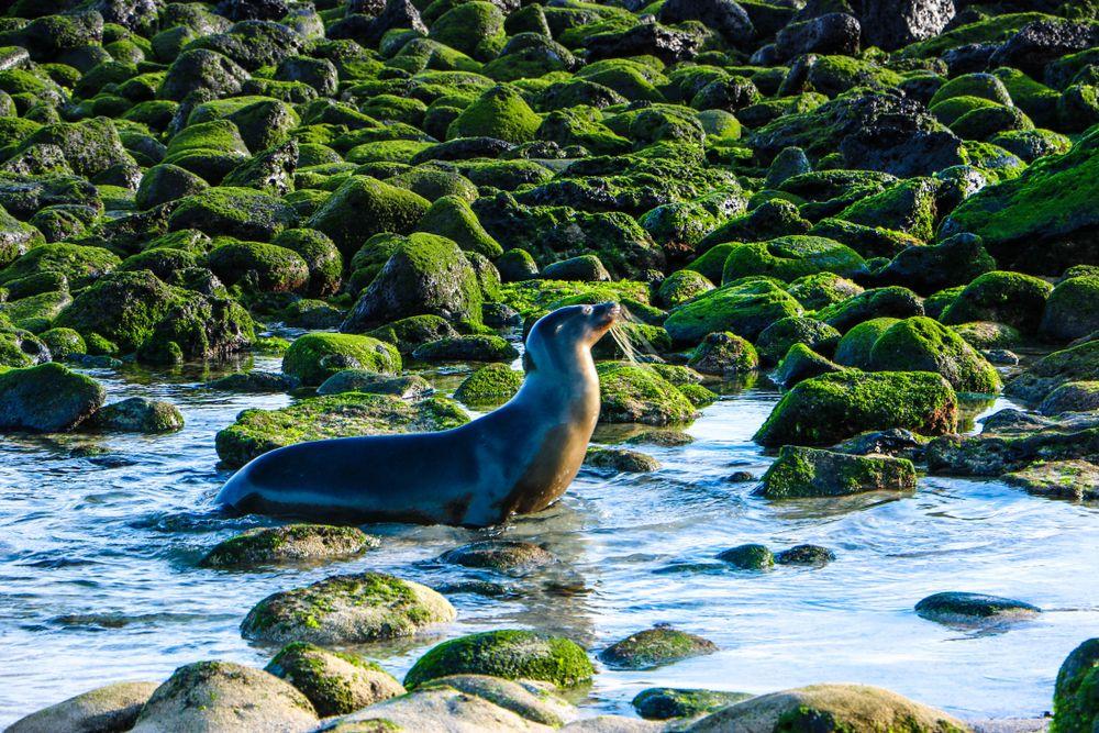 Santa Fé Island, Galápagos