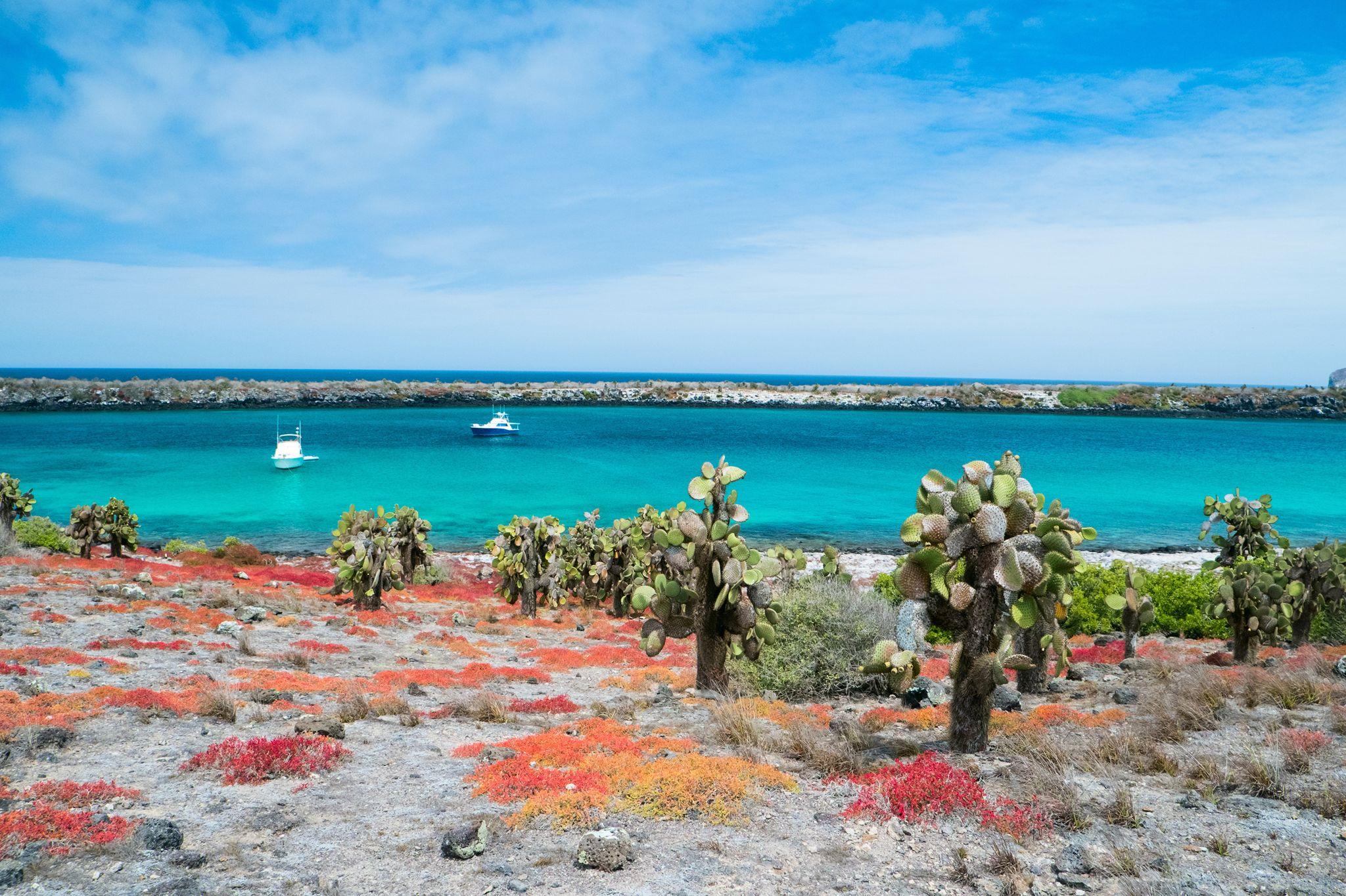 South Plaza Island, Galápagos