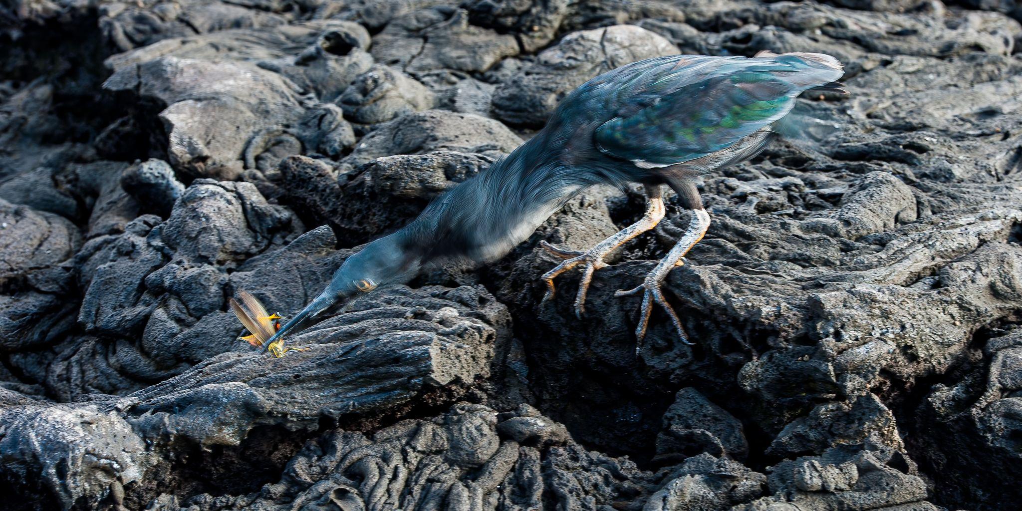 Sullivan Bay, Santiago Island, Galápagos