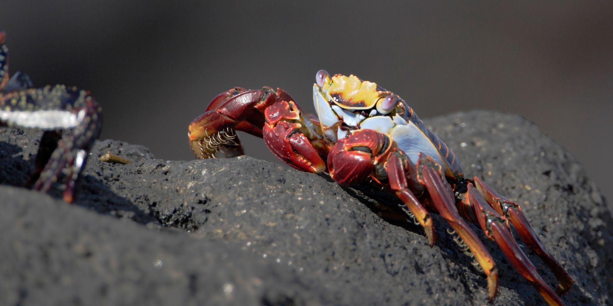 Urbina Bay, Isabella Island, Galapagos