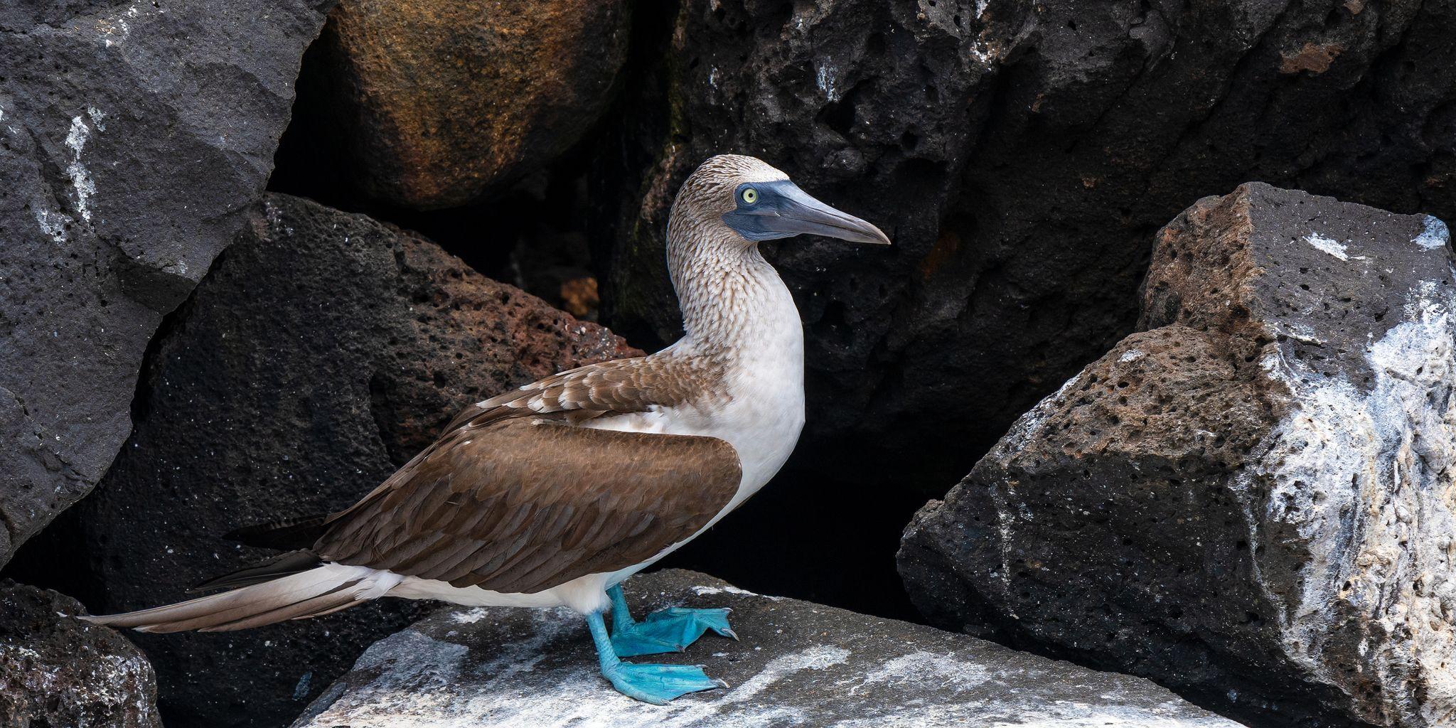 Vincente Roca Point, Isabella Island, Galapagos