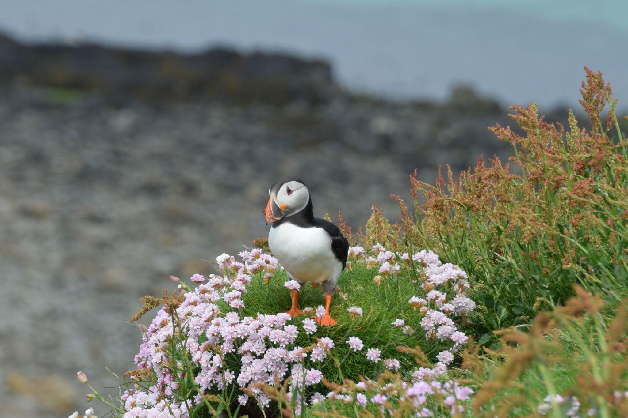 Staffa Island