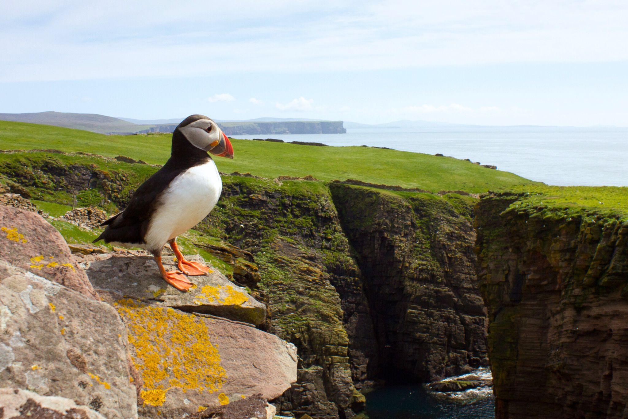 Isle of Noss