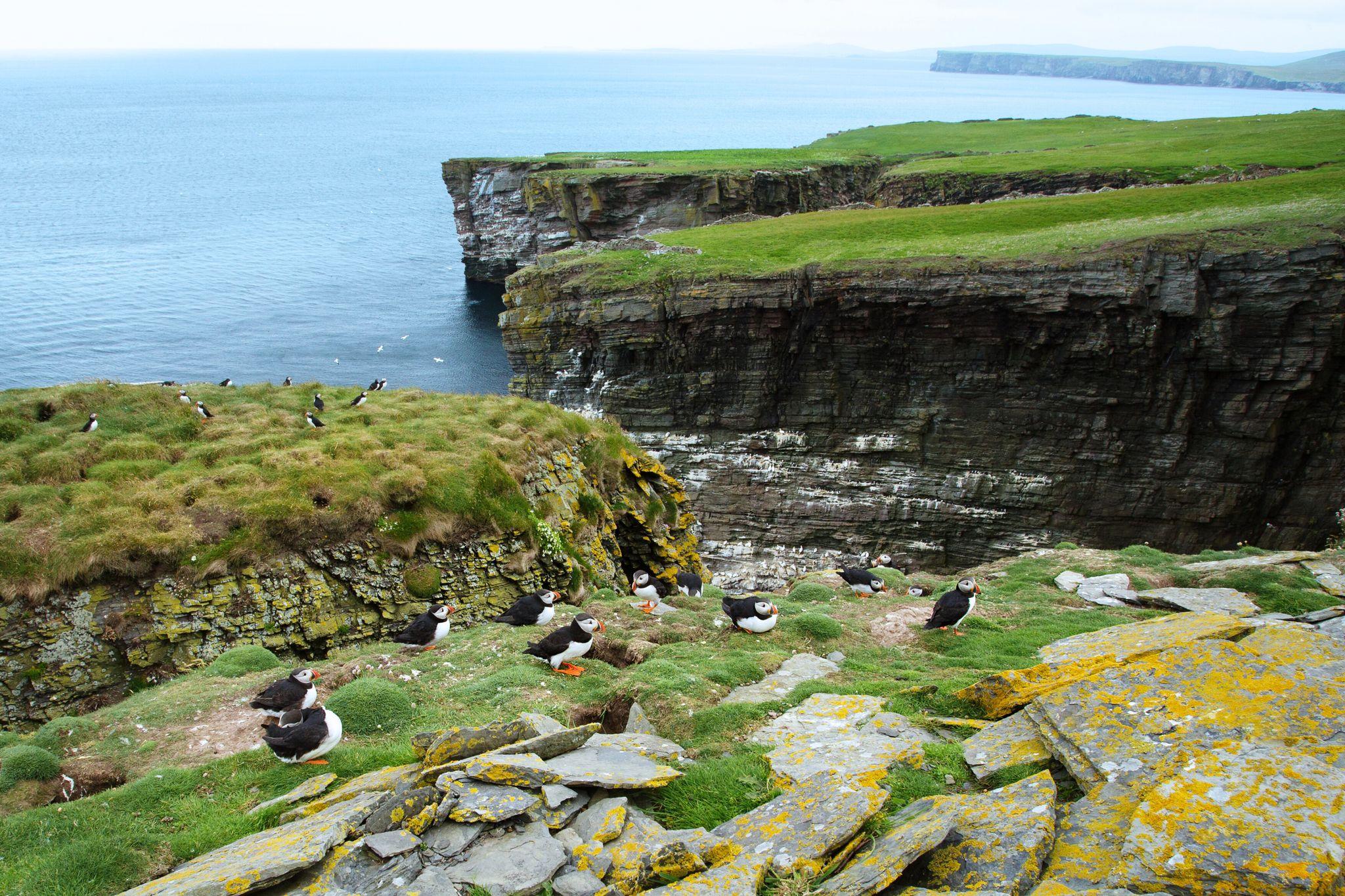 Isle of Noss