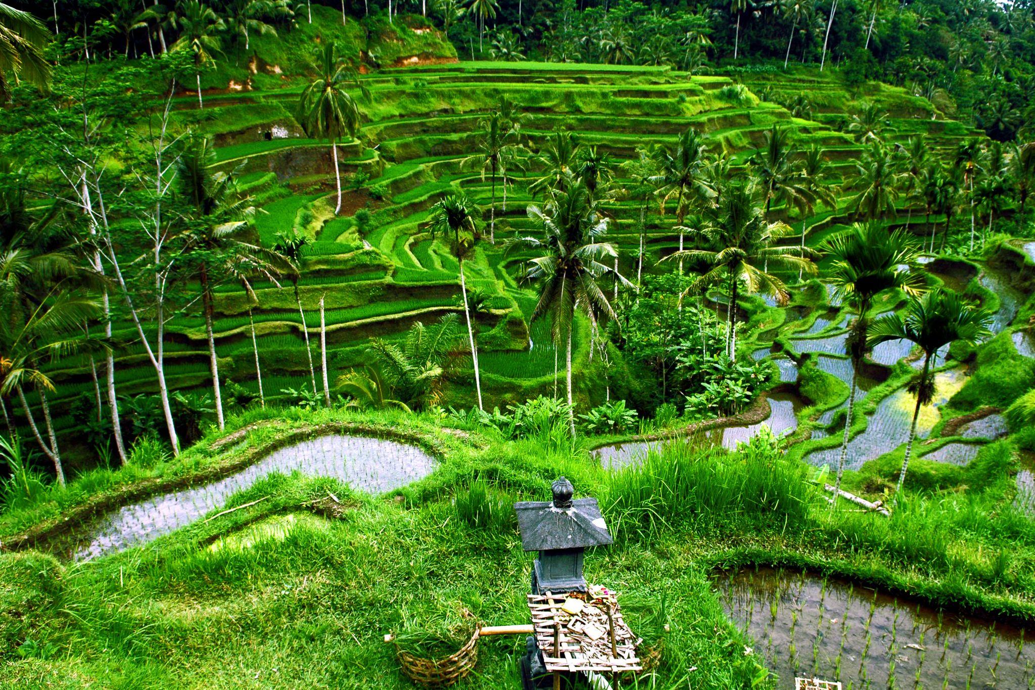 Celukan Bawang, Bali