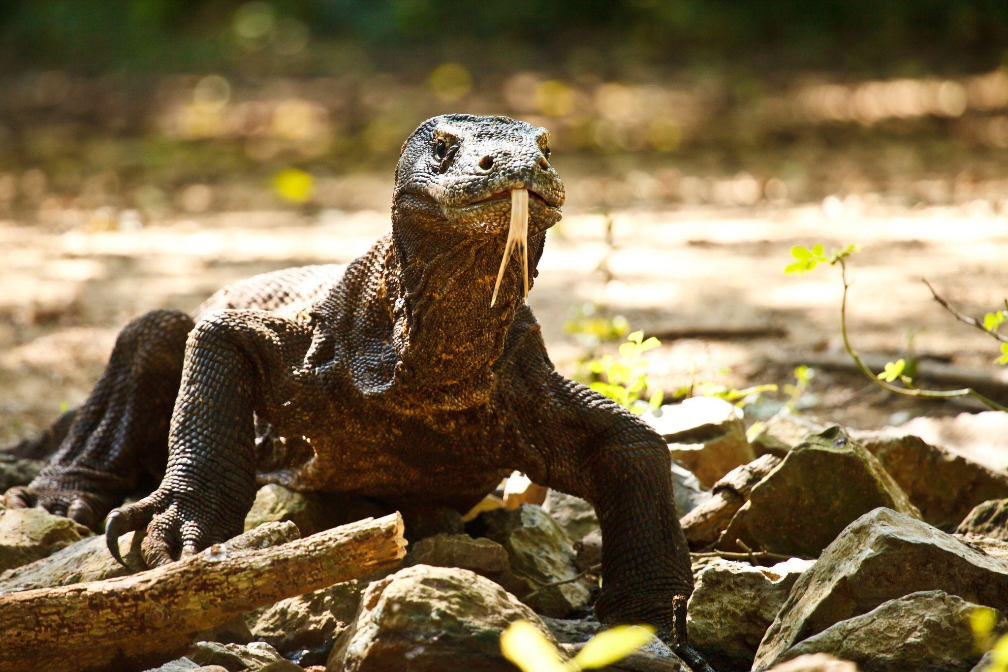 Komodo Island