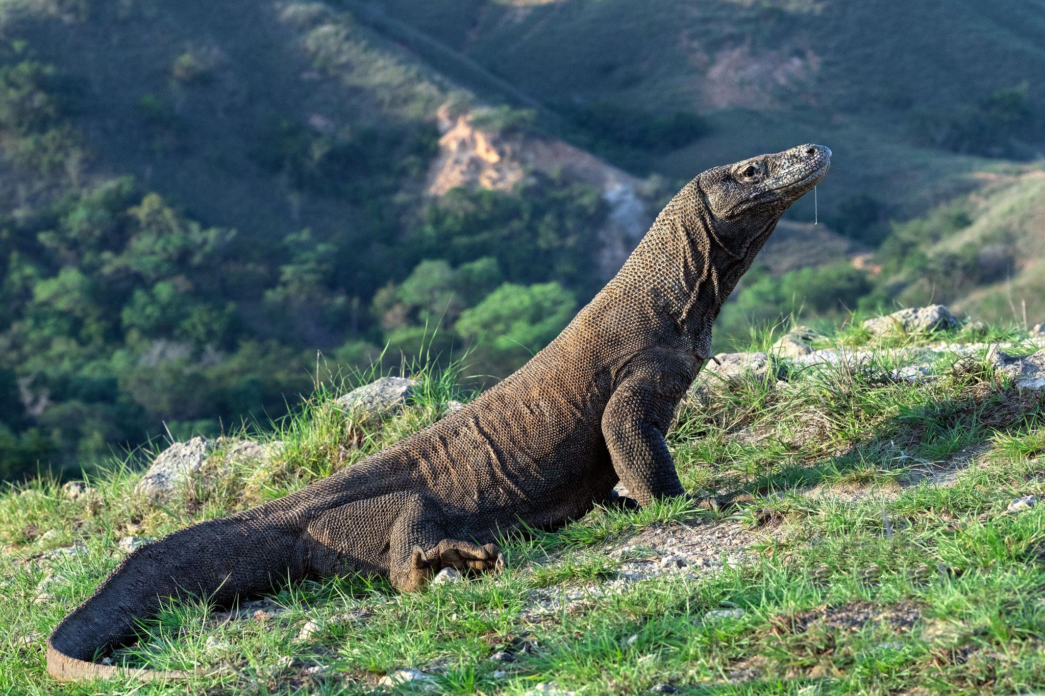 Komodo Island