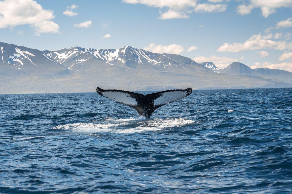 Husavik