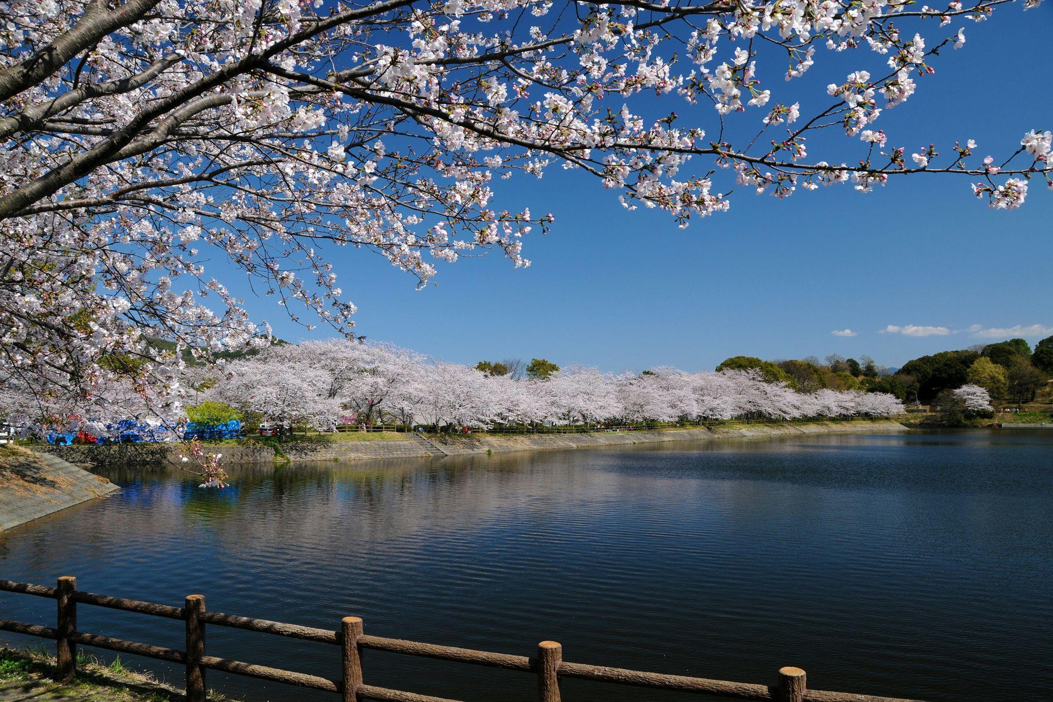 Kumamoto