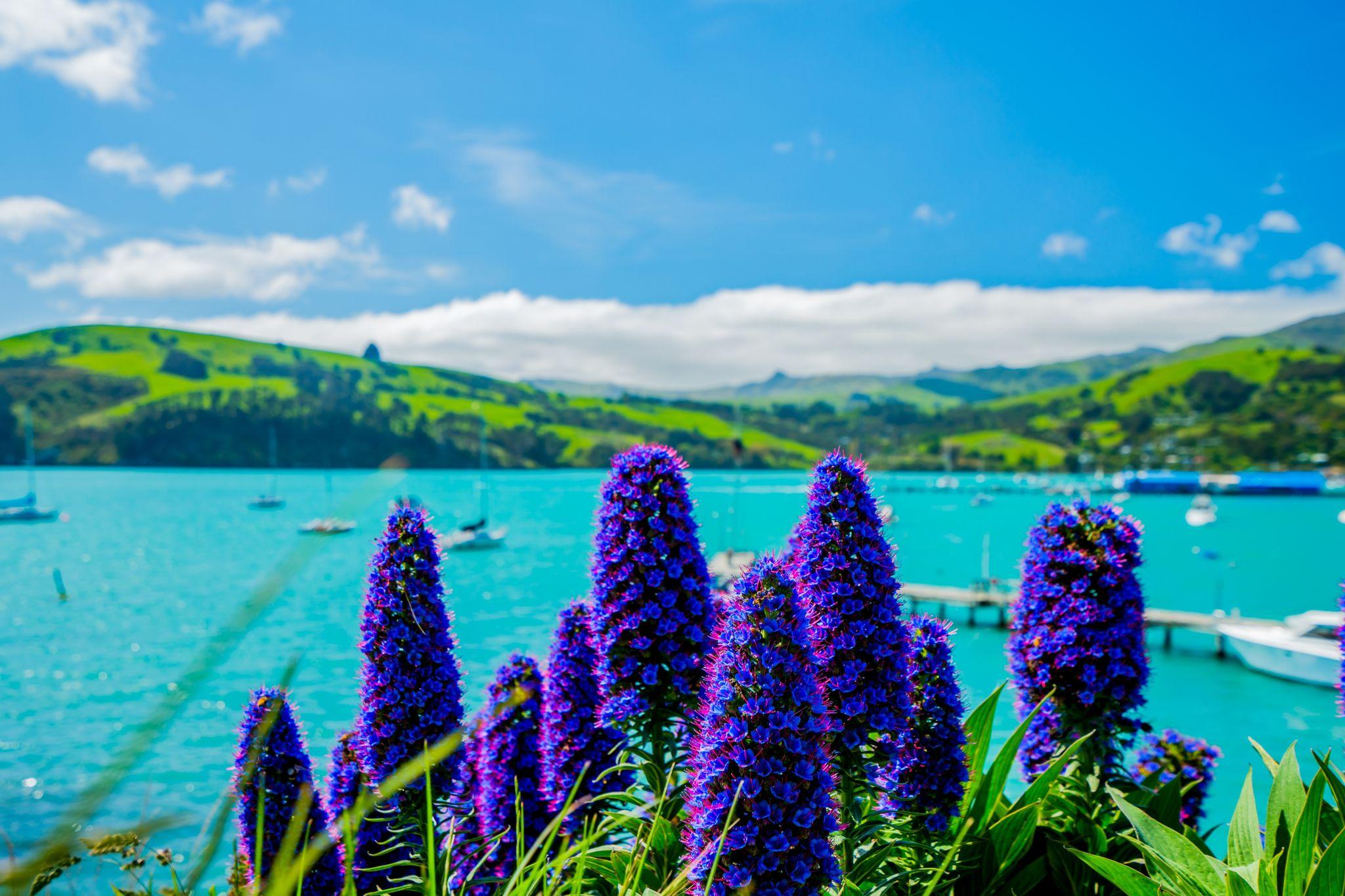 Akaroa