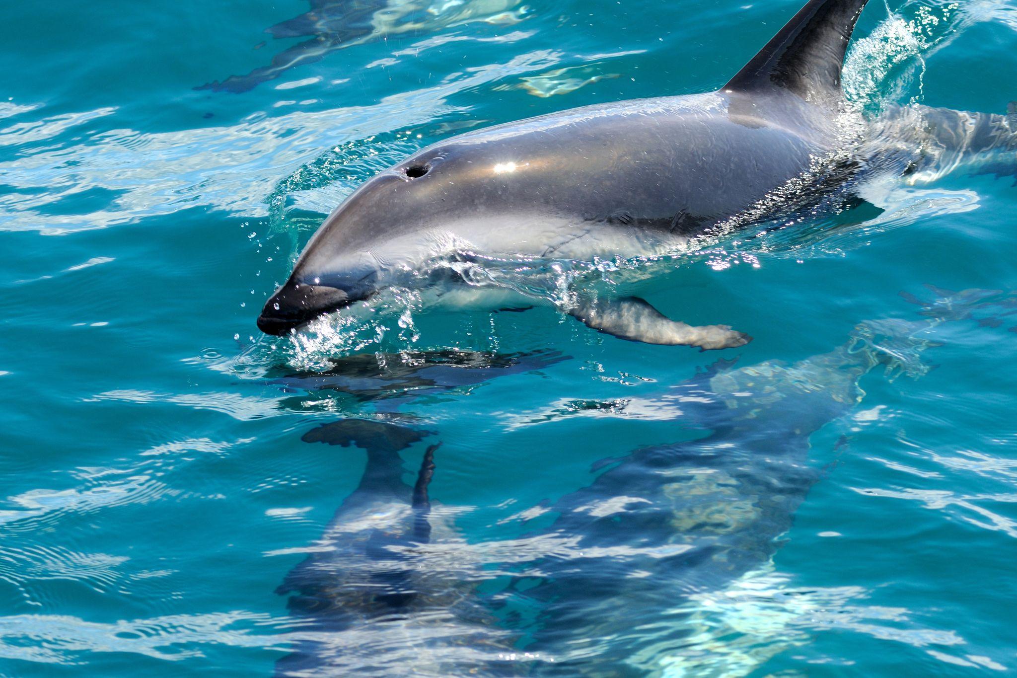 Kaikoura