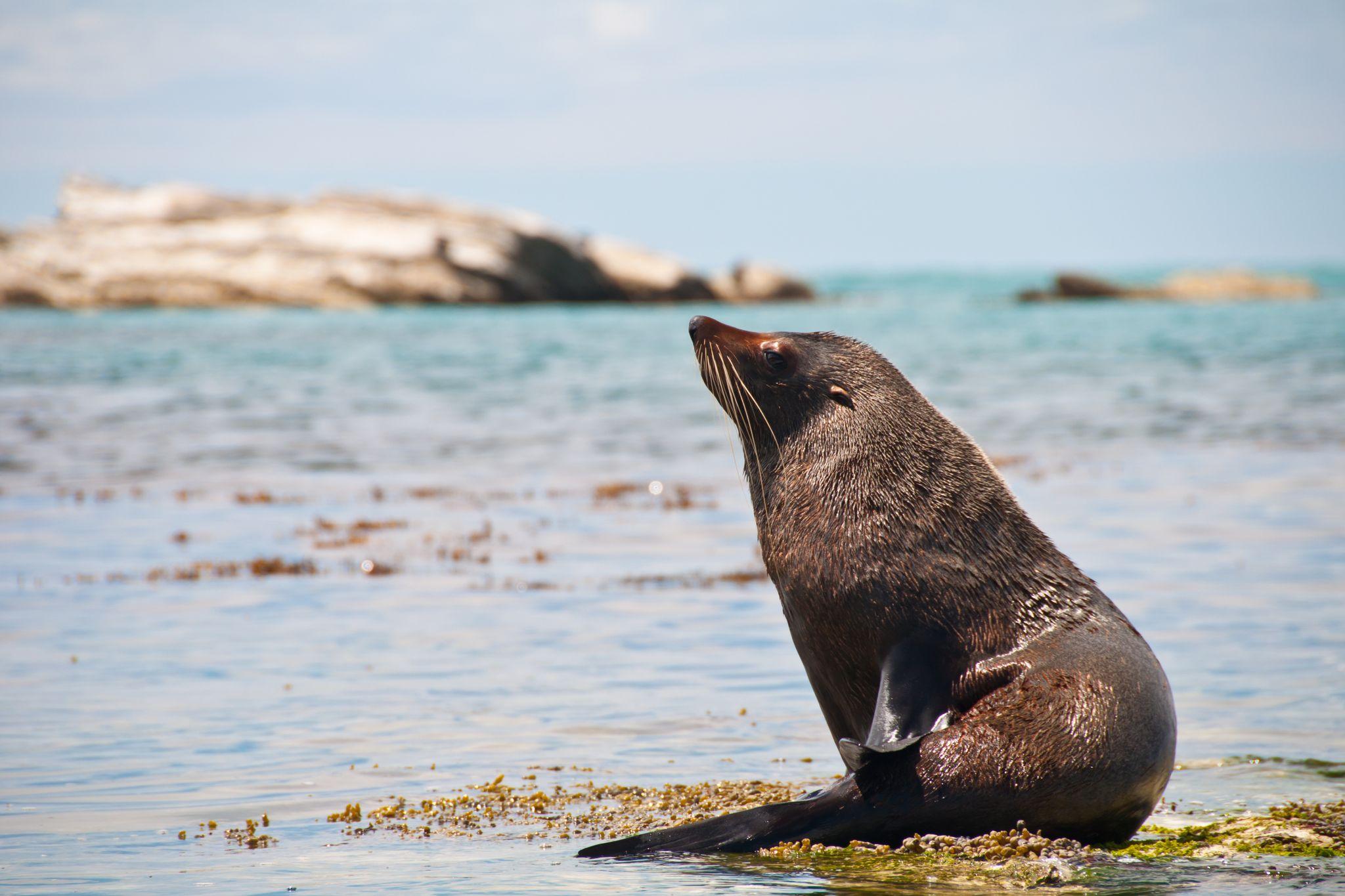 Kaikoura