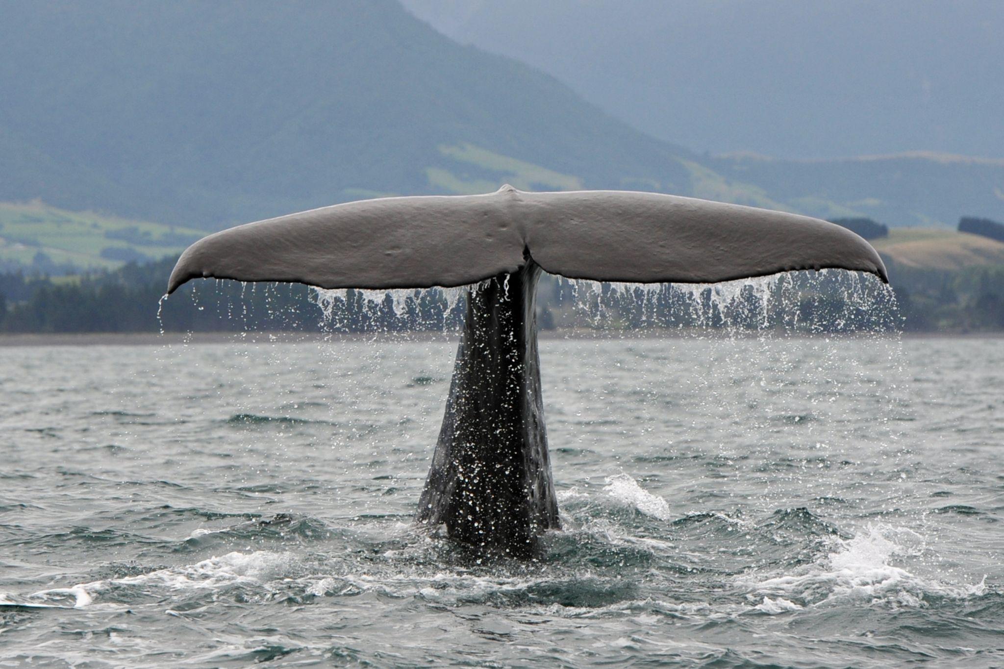 Kaikoura