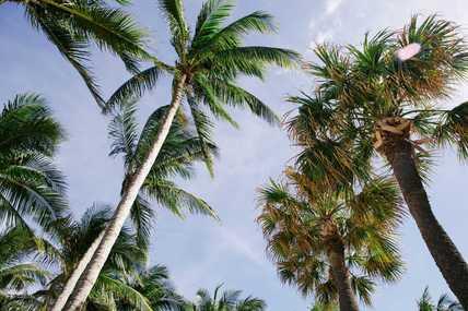 USFLL - Fort Lauderdale - Palm Trees _karina-carvalho_.jpg