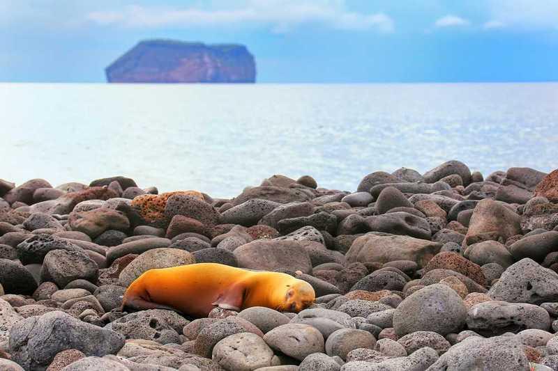 North Seymour Island, Galapagos
