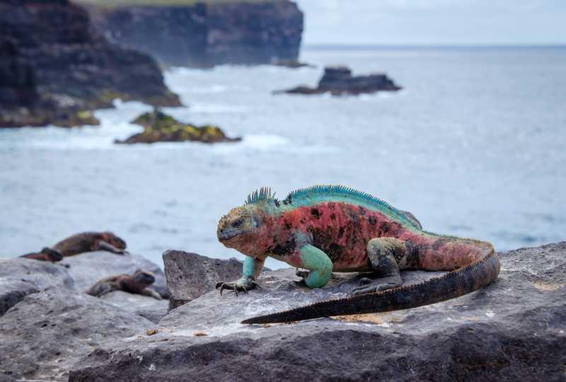 Punta Suarez, Isla Española, Galápagos