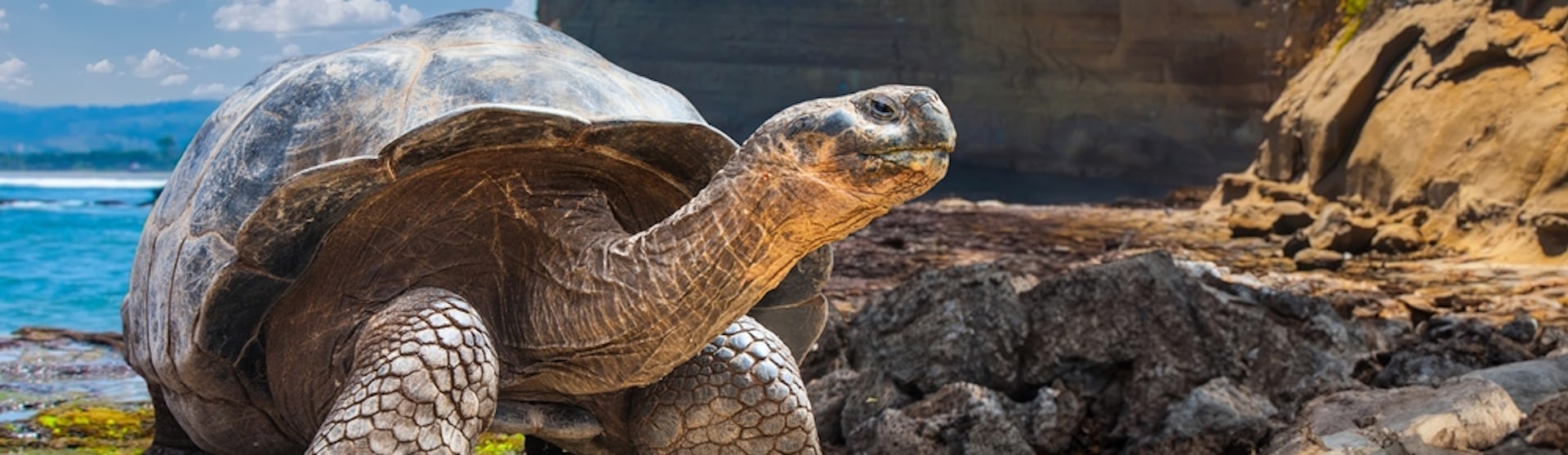 Puetro Ayora (Santa Cruz Island)