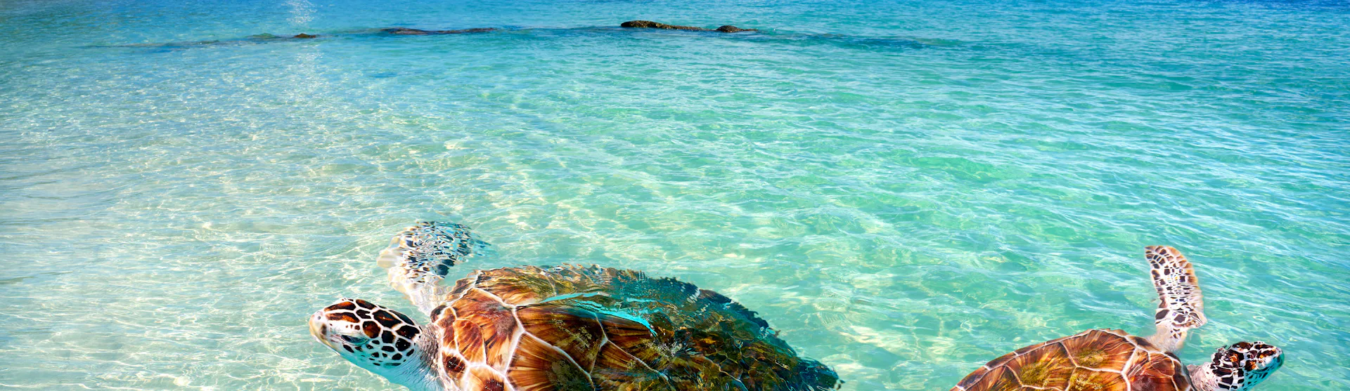 Costa Maya